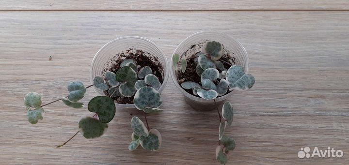 Крестовник, эхеверии, церопегия и др