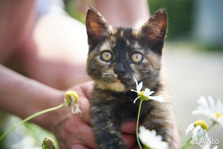 Котята в добрые руки девочка