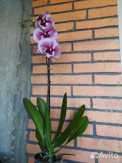 Орхидея фаленопсис биг лип