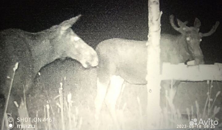 Приглашаю на охоту 100 км от Москвы