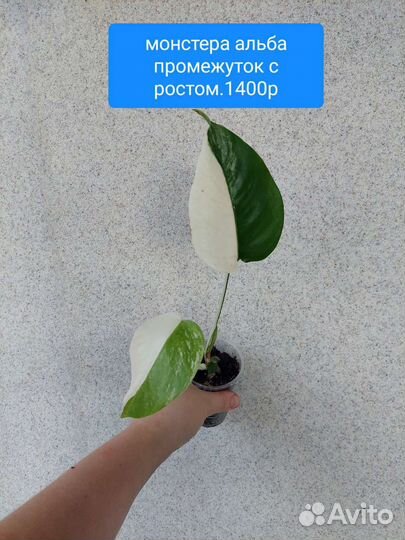 Монстера альба, филодендрон