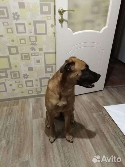 Собака в добрые руки отдам бесплатно