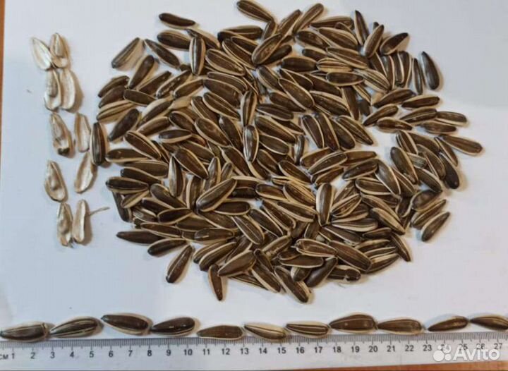 Кондитерская семечка полосатая калиброванная