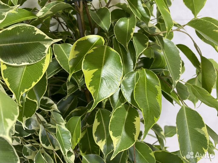 Фикусы в ассортименте, в наличии