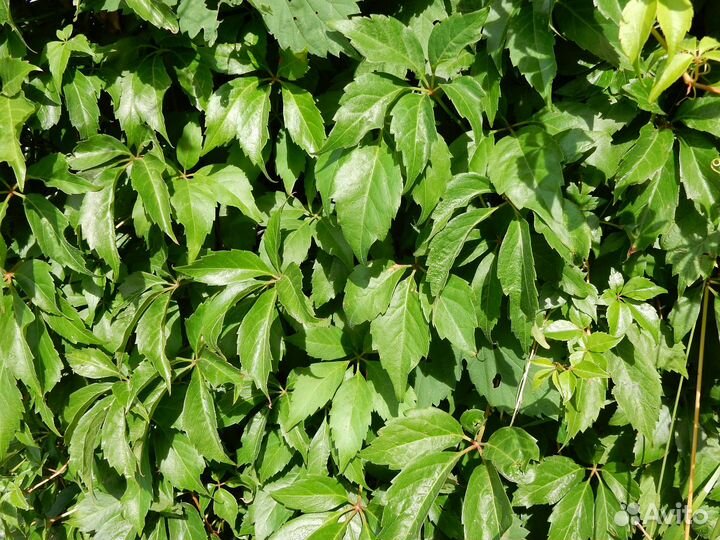 Виноград девичий (Parthenocissus inserta)