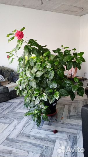 Гибискус комнатный