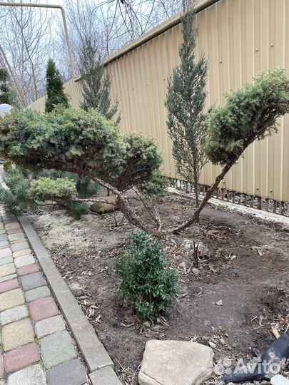 Бонсай/дарюформирующуюстрижку вподарок 2сезона