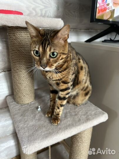 Бенгальский кот