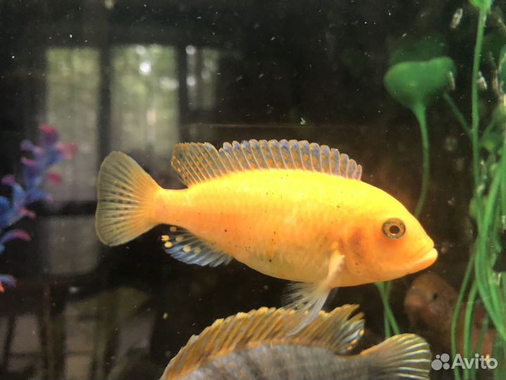 Цихлиды-мальки, пиндани, зебра