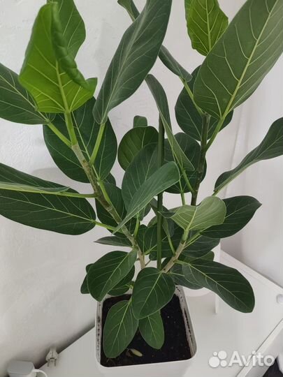 Фикус бенгальский Андрей