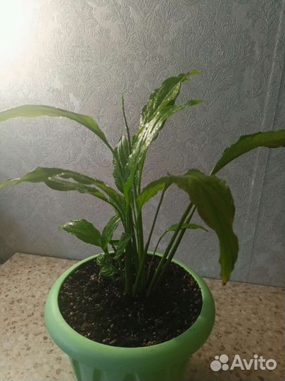 Сортовая фиалка-Арктик Фрост