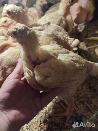 Гусята,индюшата,утята,цыплята,бройлеры