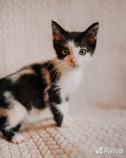 Котенок мальчик