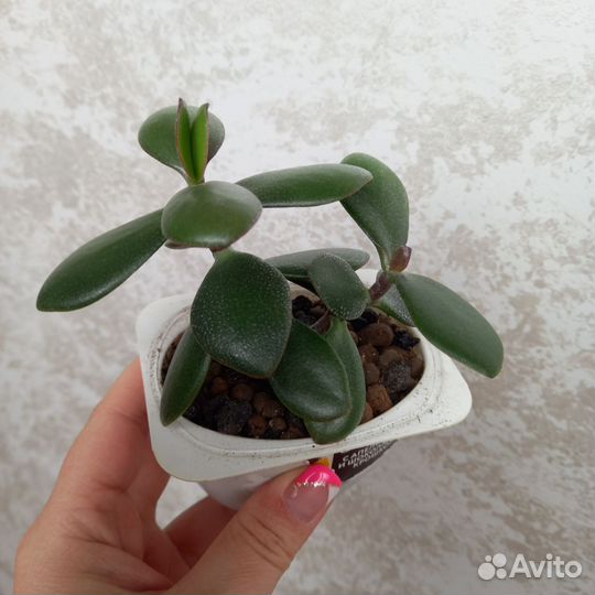 Денежное дерево (толстянка крассула)