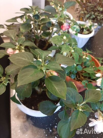 Комнатные растения и цветы