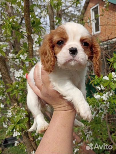 Кавалер Кинг чарльз спаниель девочки