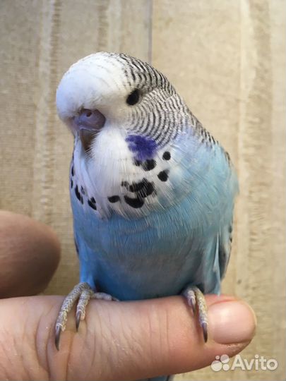 Выставочный волнистый попугай,ввп,чех