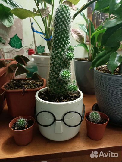 Кактус детки