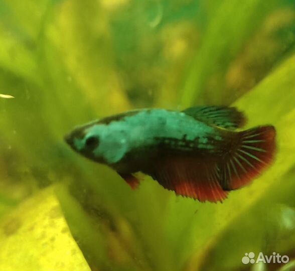 Аквариумные рыбки петушок