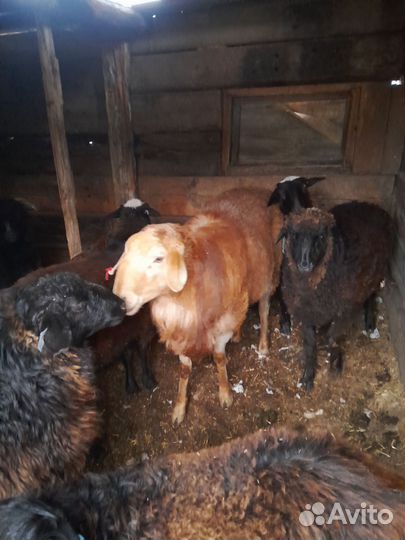 Домашние животные