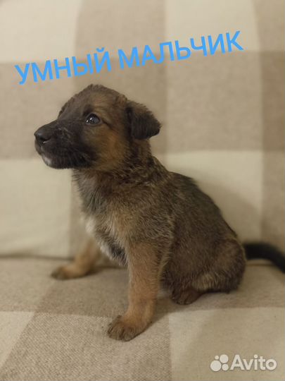 Лучшие щенки в добрые руки