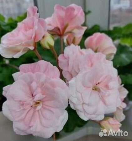 Пеларгония (герань)