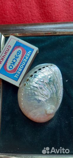 Морские ракушки и кораллы