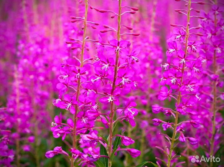 Иван чай 1кг кипрей 2023 отзывы, полезный