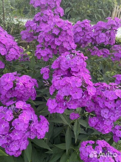 Флоксы многолетние