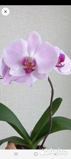 Орхидея фаленопсис Сакраменто