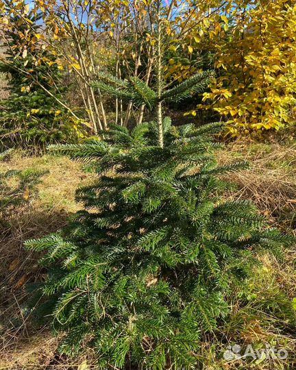 Пихта кавказская