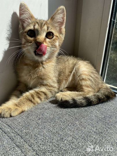 Кошка в дар бесплатно