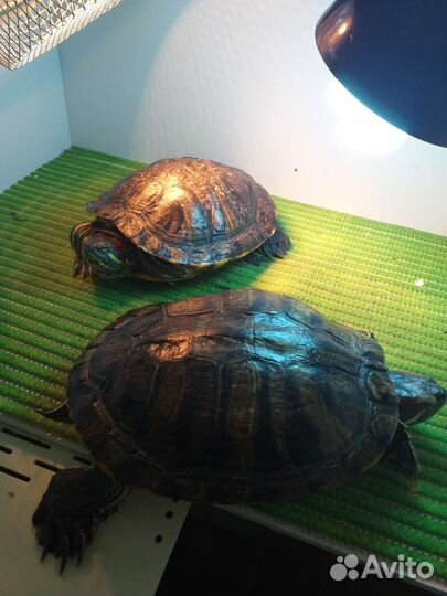 Красноухая черепаха бесплатно