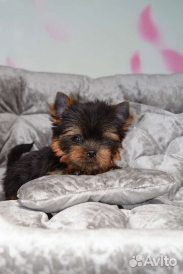 Йоркширский терьер девочки и мальчики