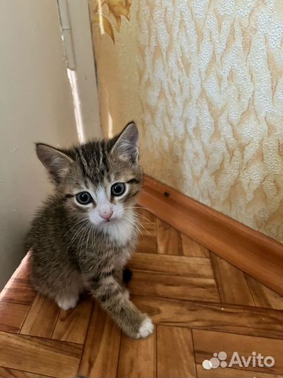 Отдам бесплатно животные