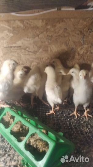 Цыплята
