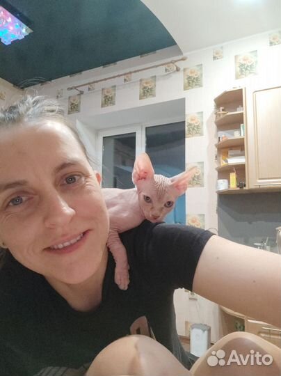 Канадский сфинкс