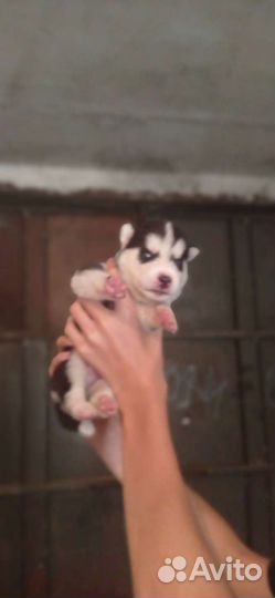 Щенки сибирской хаски мальчики и девочки