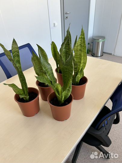 Сансивиерия