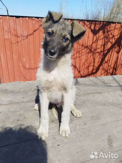 Щенок подросток, в добрые руки бесплатно