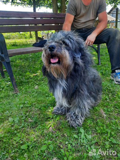Метис болонки в добрые руки