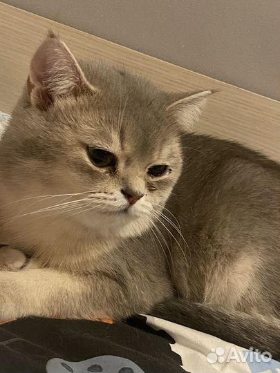 Шотландский кот