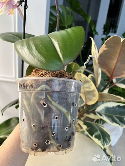 Орхидея фаленопсис