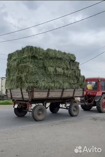 Сено в тюках 2024