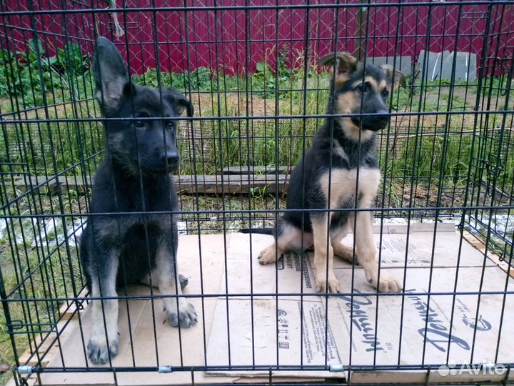 Девочки РКФ