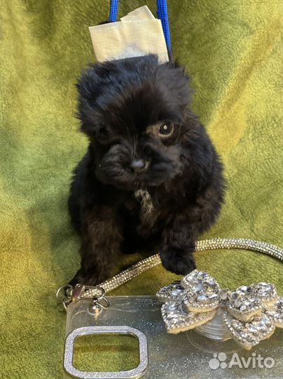 Микро малыш йокширского терьера