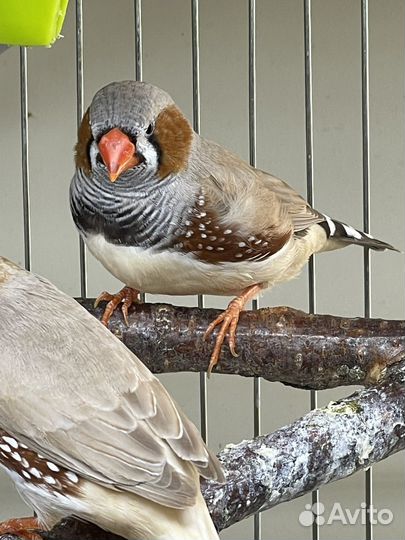 Зебровые амадины