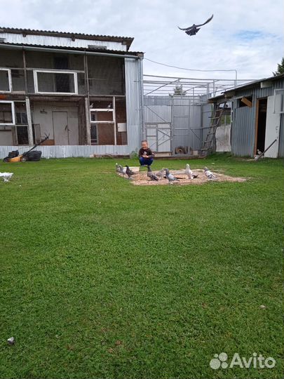 Голуби турецкая такла