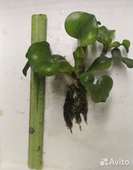 Гиацинт (эйхорния ) для пруда