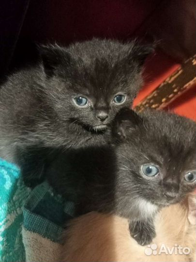 Кошки от экзота